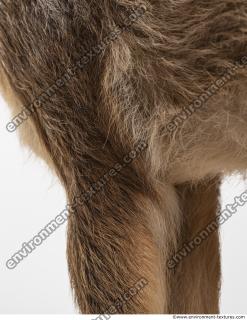 animal skin doe fur 0017